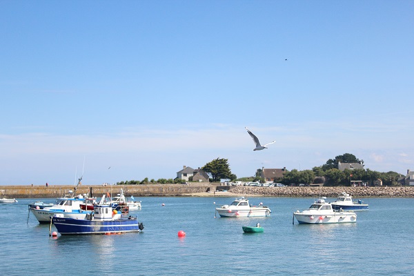 Poêmes de mouette